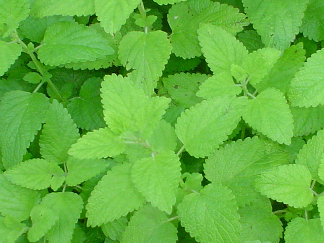 herb-garden-002.jpg