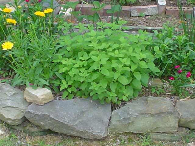 herb-garden-013.jpg