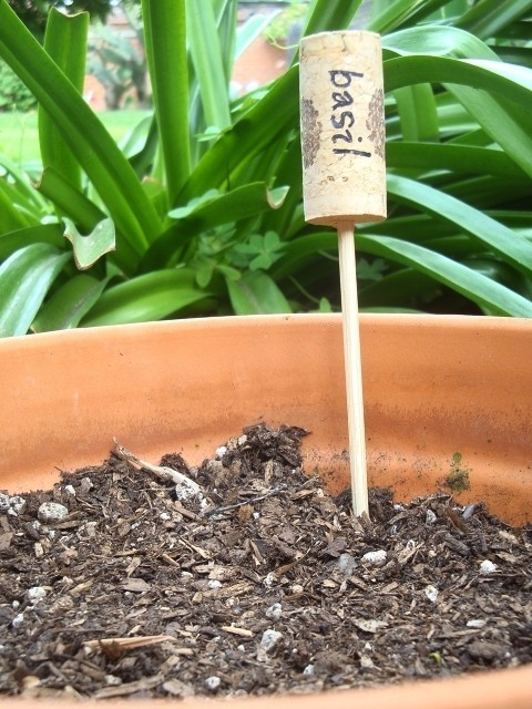 plants