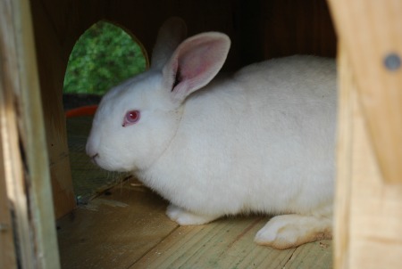 rabbit box